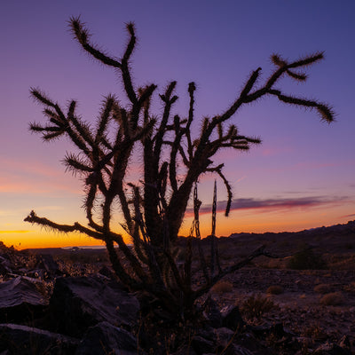 A California Desert Sunset with Bob Coates