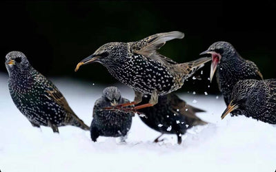 Up Close and Personal! Bird Photography with Michael Corrado