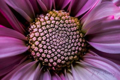 Platypod Spotlight: Macro Photographer Justin Avery