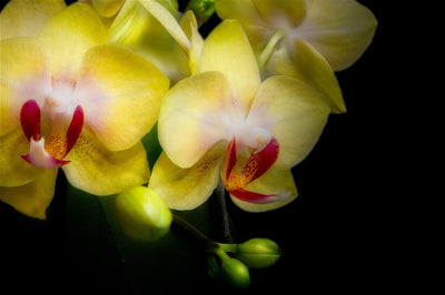 Focus Stacked Flower with Jarrod Erbe