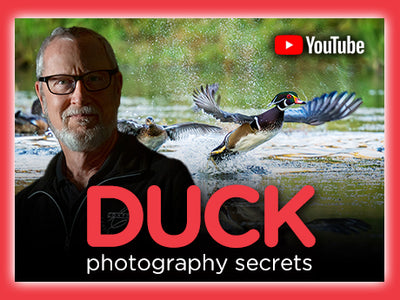 Duck Photography Secrets with Bob Coates