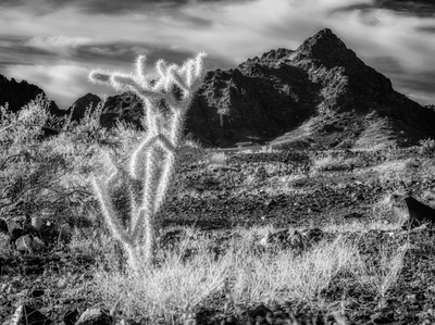 Infrared Cactus in the Desert with Bob Coates and His Platypod Max