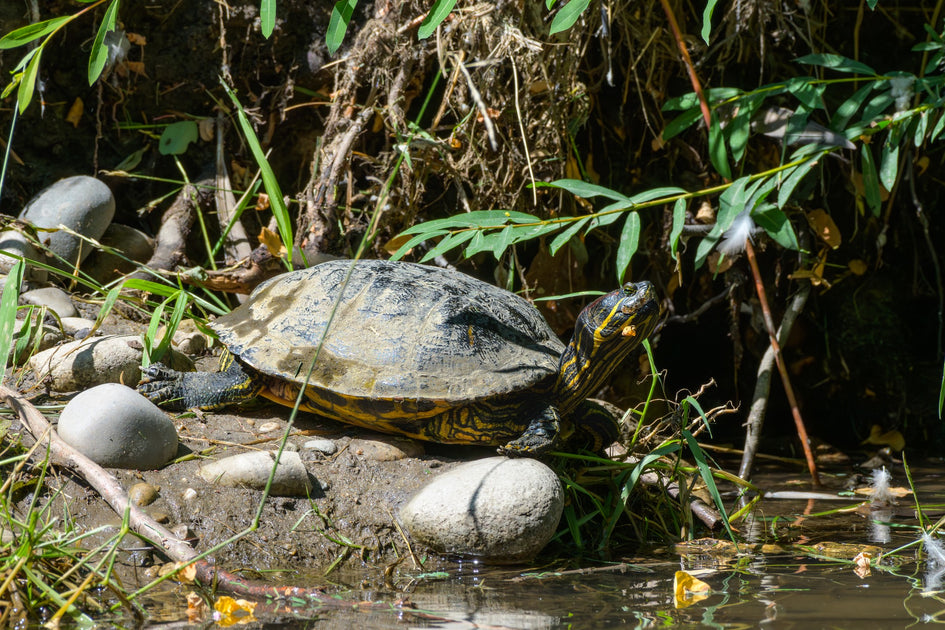 Liam Tain and SplashSplash the turtle – platypod.com