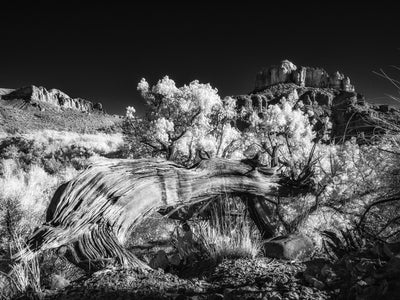 Infrared Creativity at Chavez Ranch Road with Bob Coates