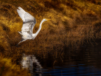 Bubbling Springs Wildlife Gimbal with Bob Coates